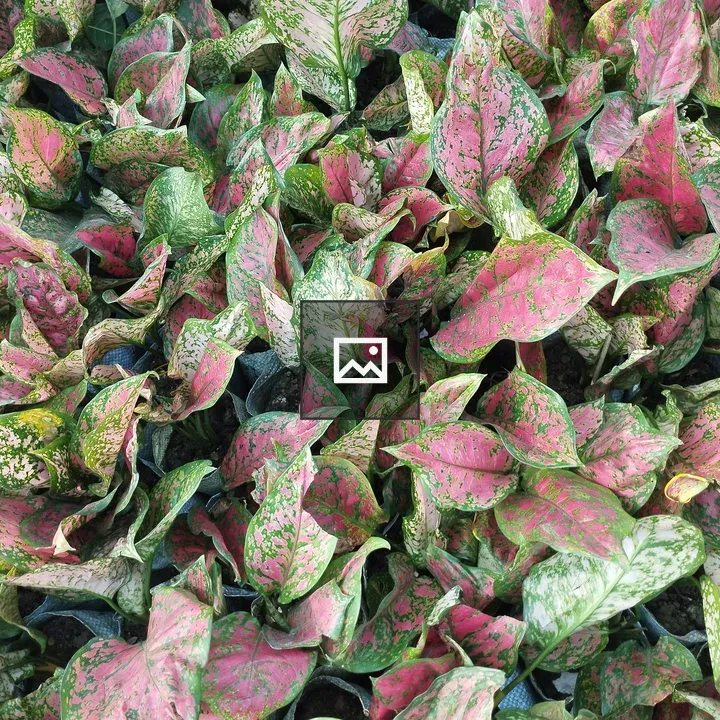 Agalonema Leaves Close-up