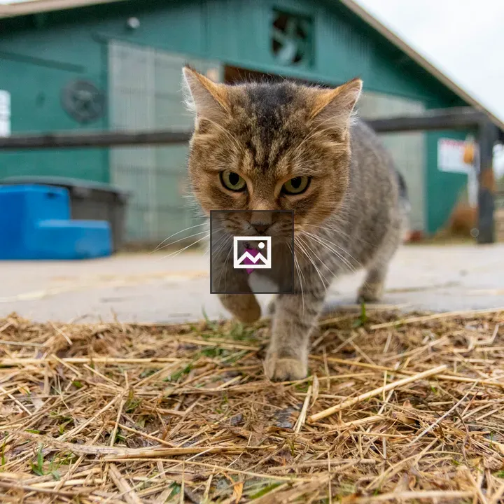 Horse Stable Cat