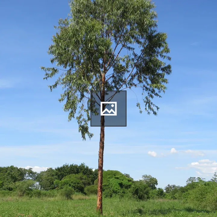 Eucalyptus Tree in Tilled Field