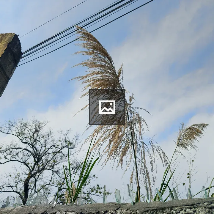Tall golden grass close-up