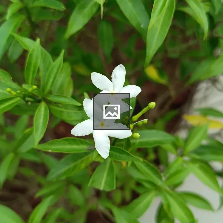 Pinwheel flower close-up