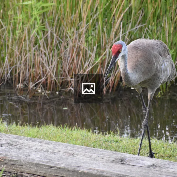 Sandhill Crane at Red Bug Lake Park