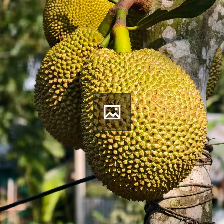 Jackfruit Growing on Tree Trunk