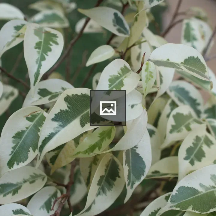 White and Green Variegated Leaf