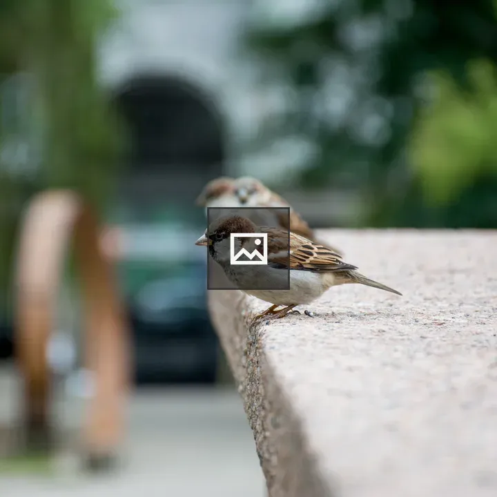 Sparrow in Outdoors Scene