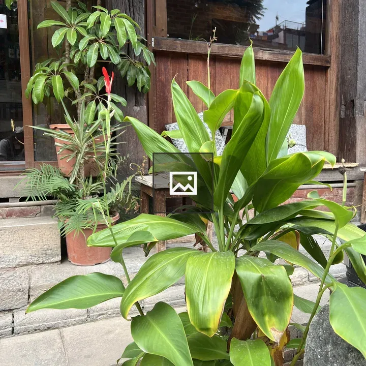 Lush Cordyline and Asparagus outside cafe