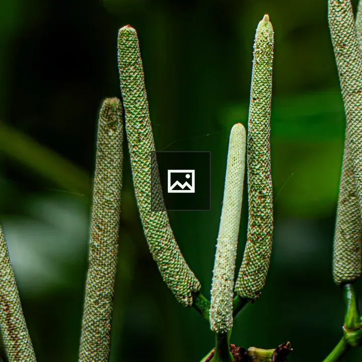 Piper aduncum Flower Spikes