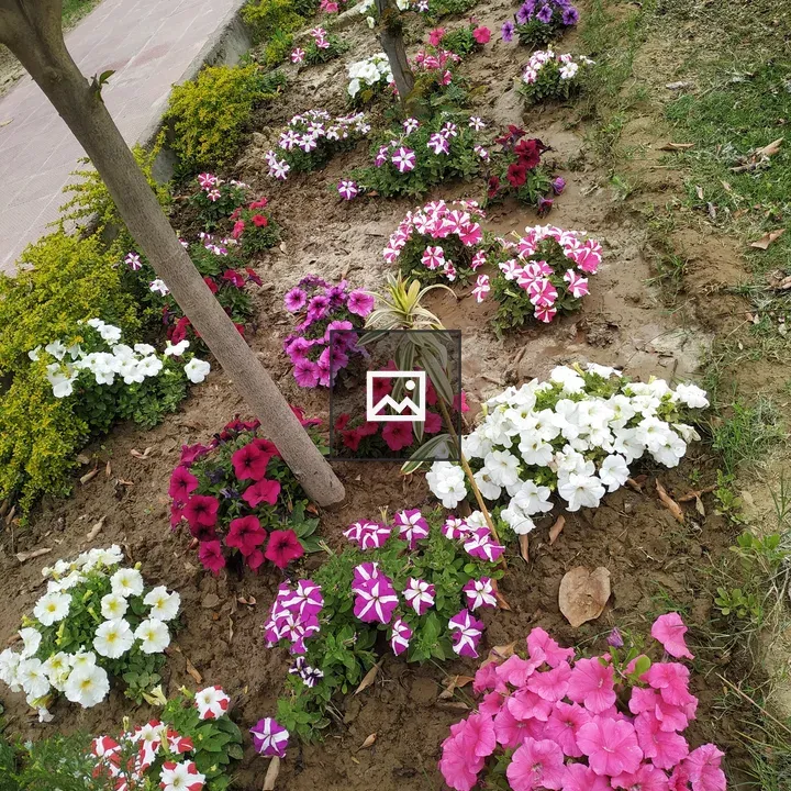 Petunia Flowerbed in Garden