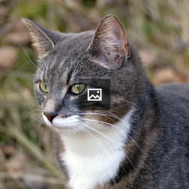 Gray and White Cat Staring Left