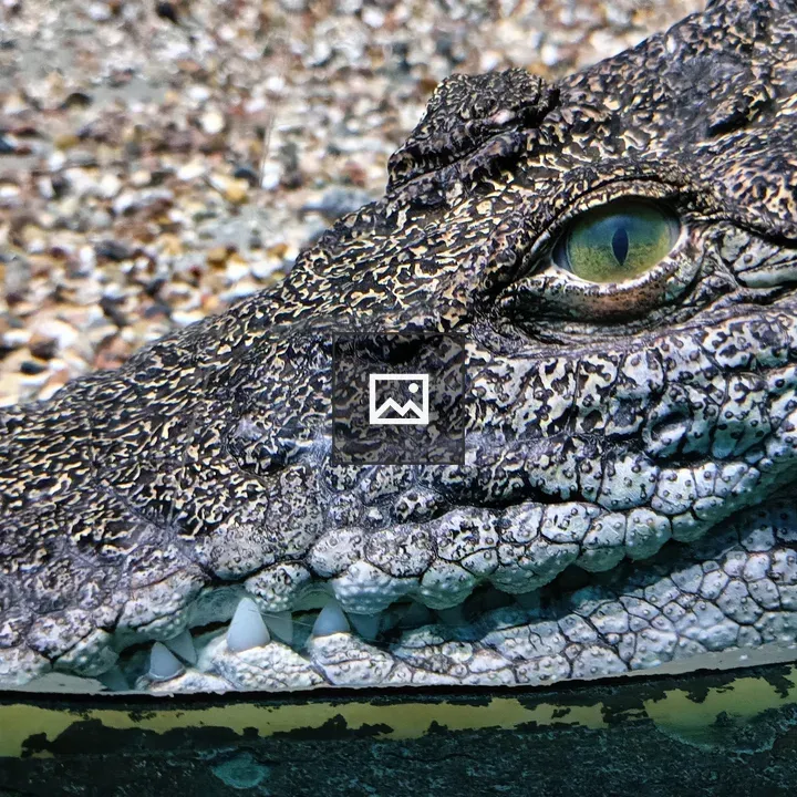 Alligator in Landscape Orientation