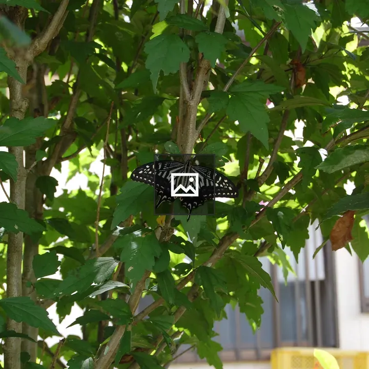 Spangle butterfly on a leaf