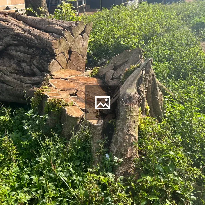 Tree stump in grass