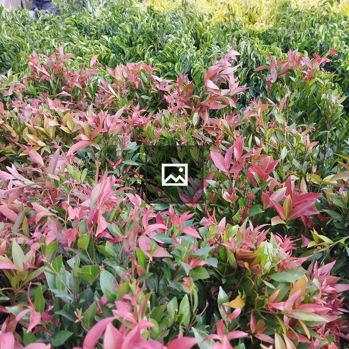Pink and Green Plants in Garden