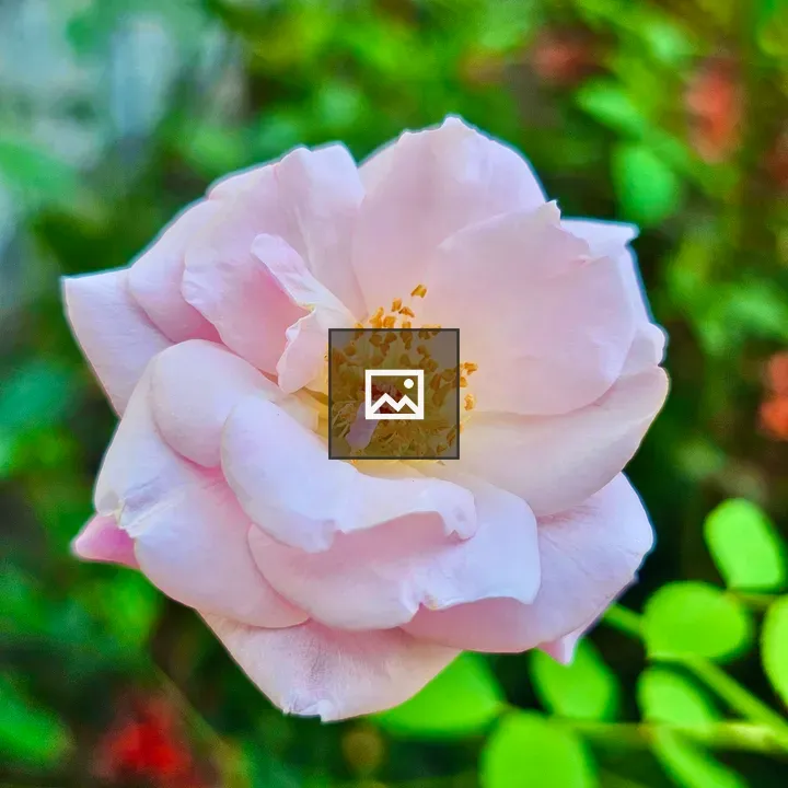 Rose flower in neighbourhood