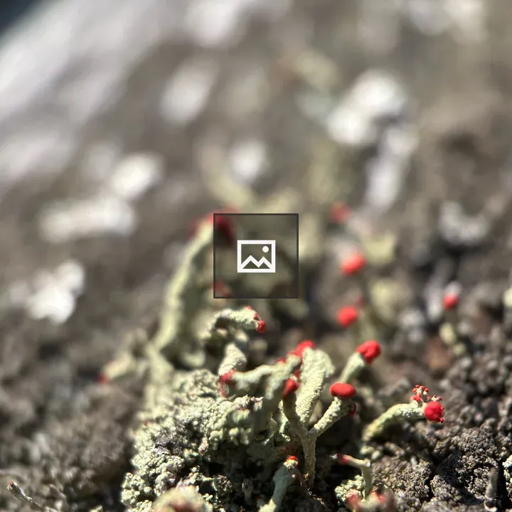 Closeup of lichen on wood