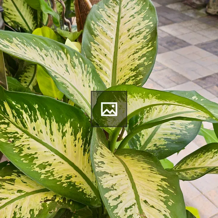 Dieffenbachia plant in portrait