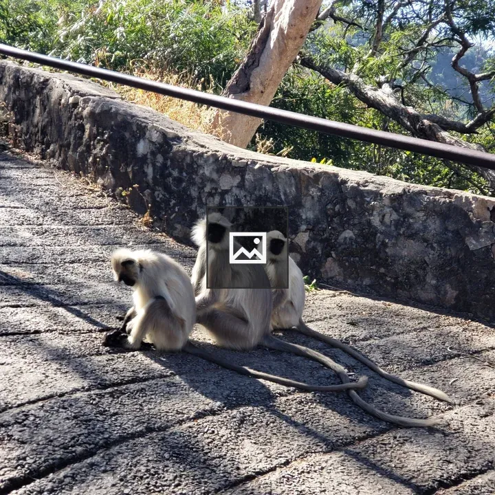 Monkey on a railing