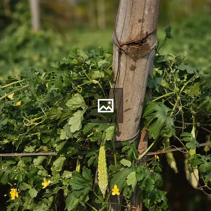 Bitter gourds on vines