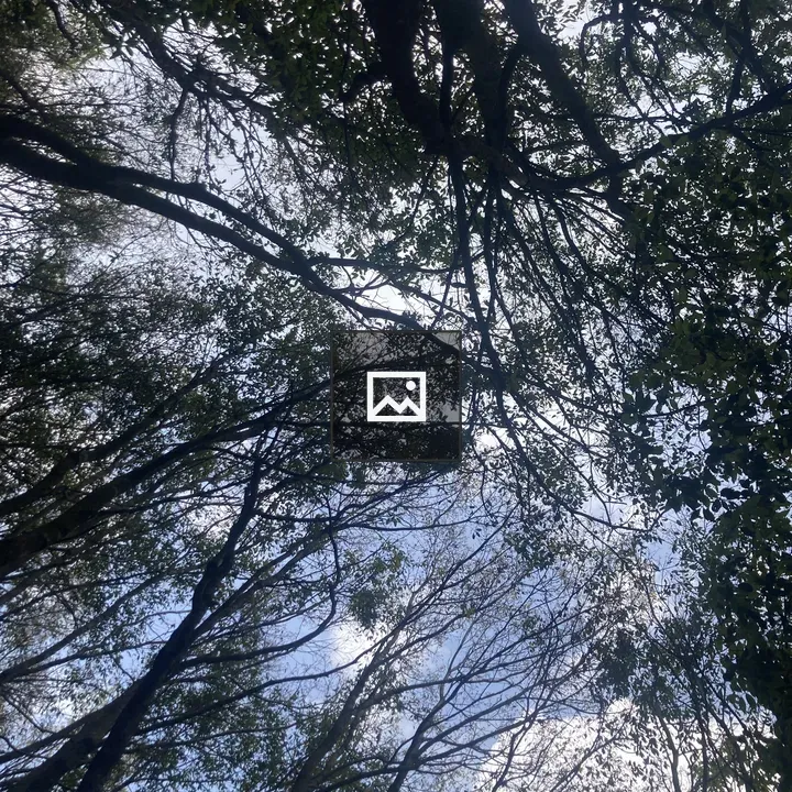 Looking Up Through Forest Canopy