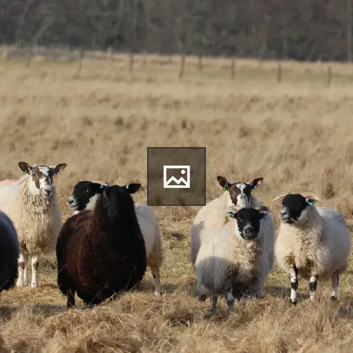 Sheep in grassy field