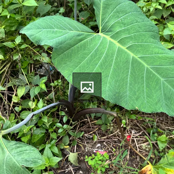 Heart-shaped taro leaf in weeds