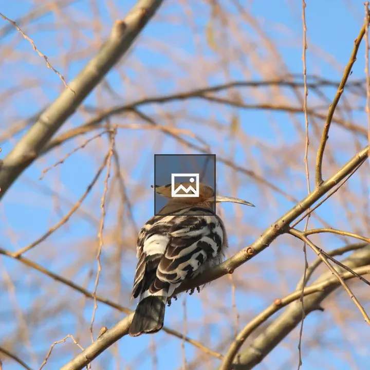Common Hoopoe on Branch