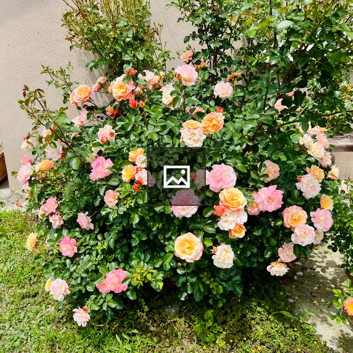 Roses in Blooming Bush