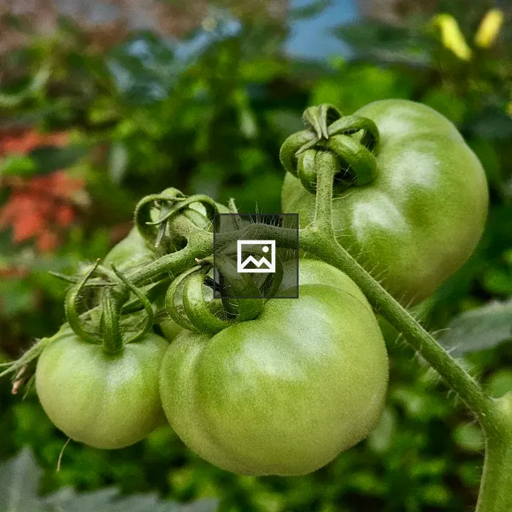 Close up of Green Tomatoes