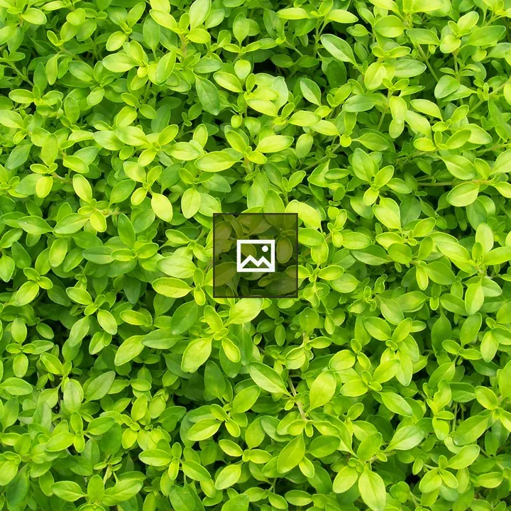 Bed of green leaves