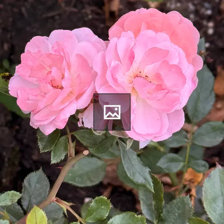 Three miniature light pink roses