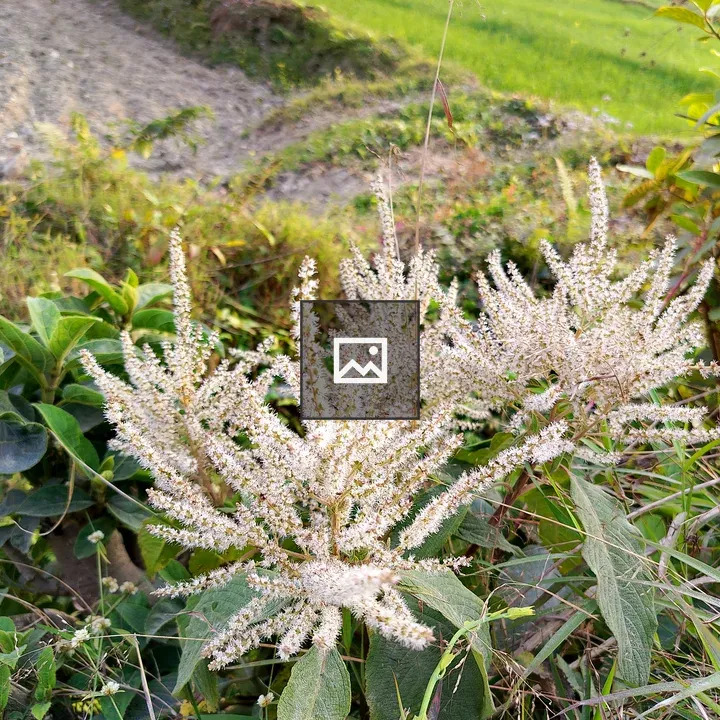 Cluster of white flowering plants