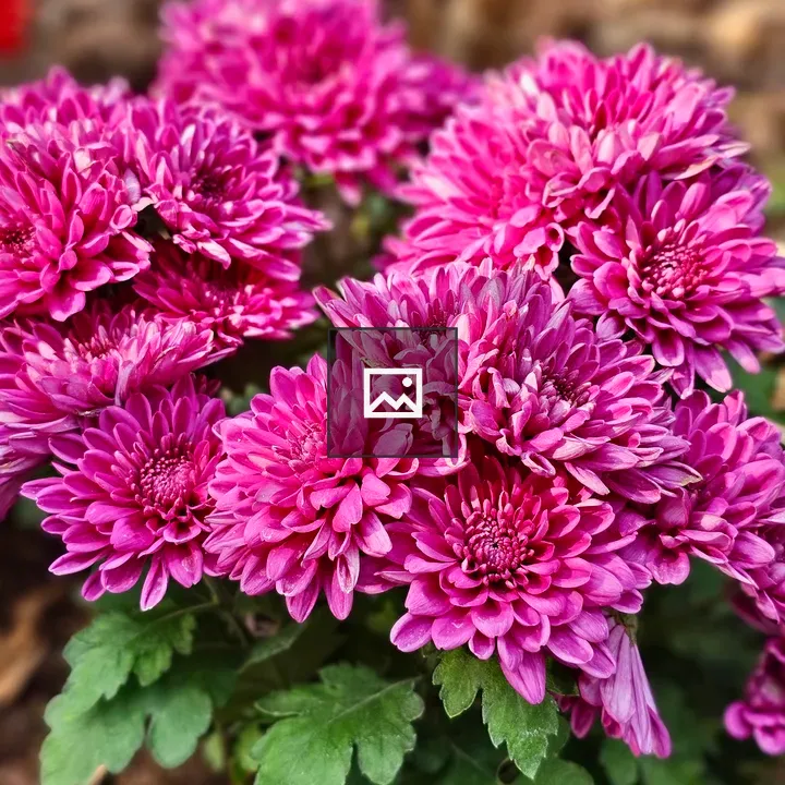 Rose color Chrysanthemums