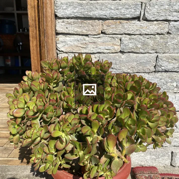 Jade plant in red pot