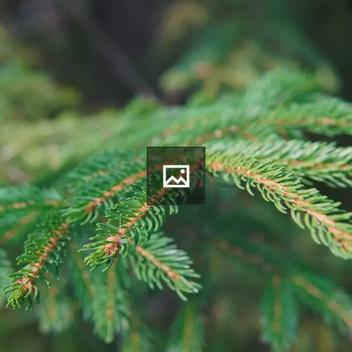 Green Evergreen Branch Close-up