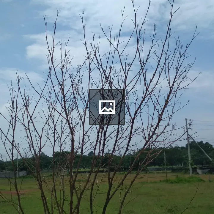 Ashulia Model Town landscape