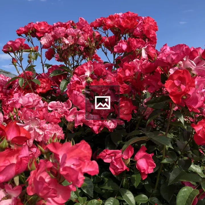 Rose Flowers under blue sky