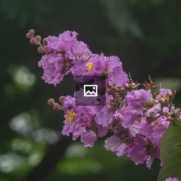 Purple Flowered Branch