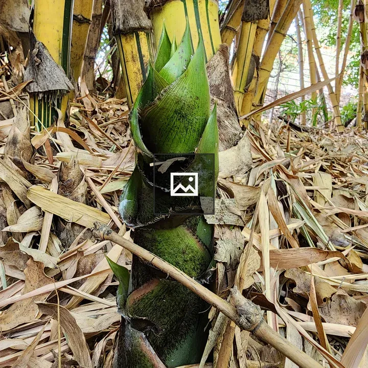 Bamboo shoot among established canes