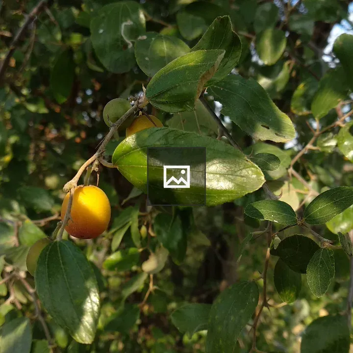 Leaf on a Branch