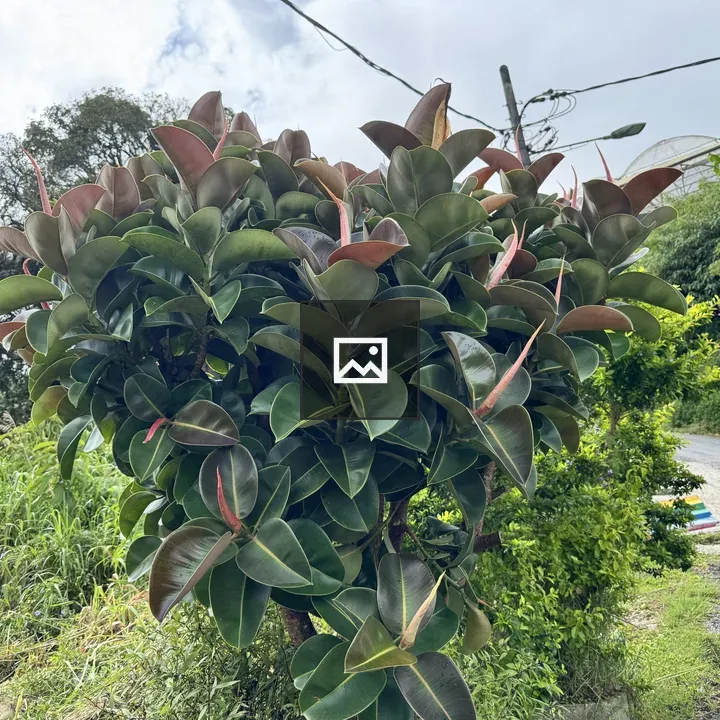 Rubber tree by road