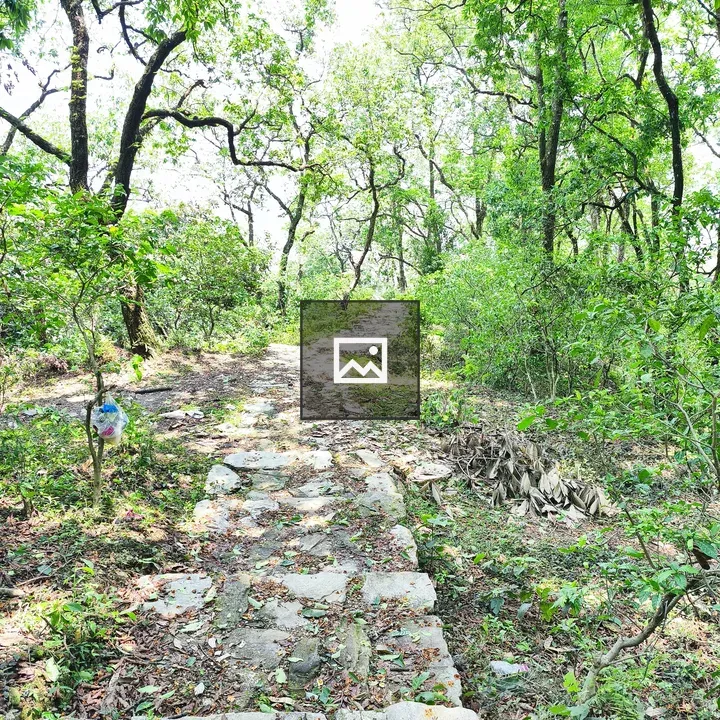 Winding Stone Path Through Forest