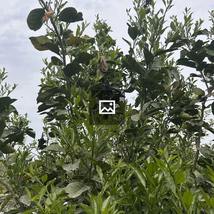 Tall green plant with wilted leaves