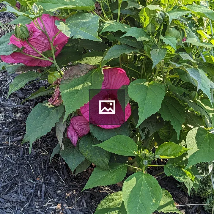 Pink flower hidden from view