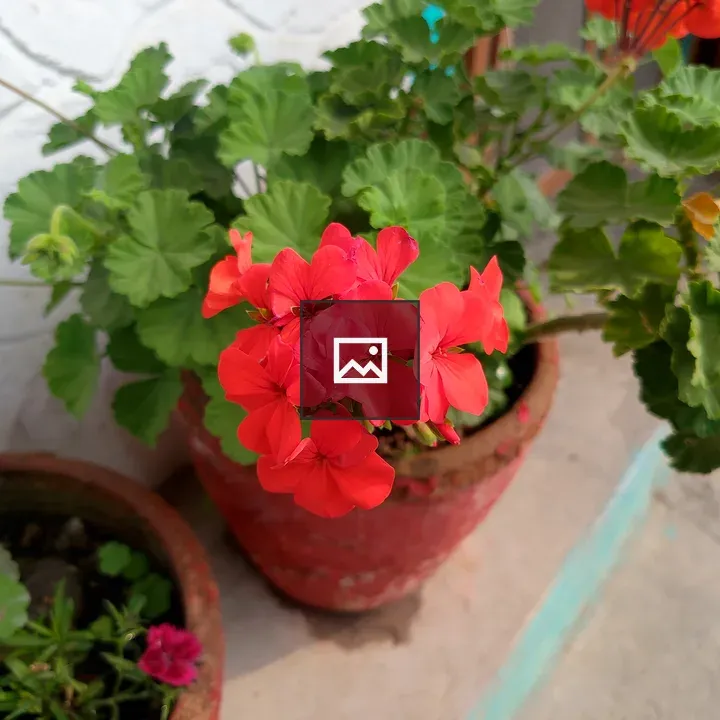 Red Flower Cluster in Pot
