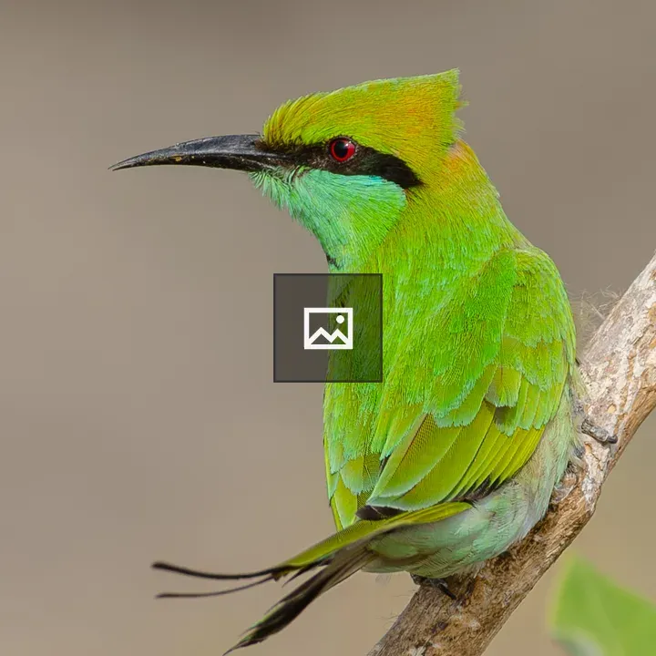 Green Bee-eater on Branch