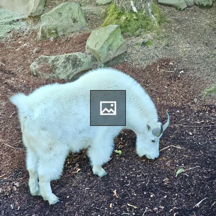 Mountain goat at Oregon Zoo
