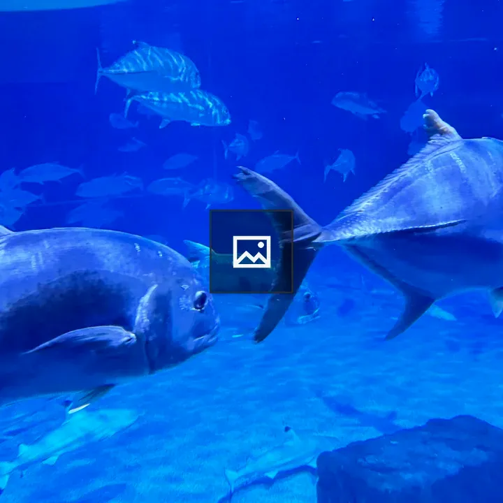 Two Silver Fish in Aquarium