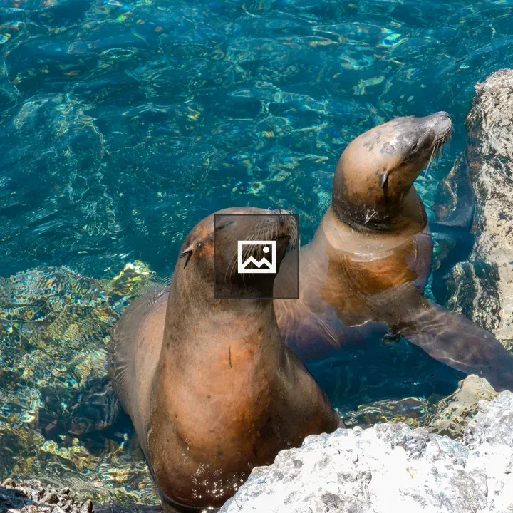 Sea lions by Clear Water Pool