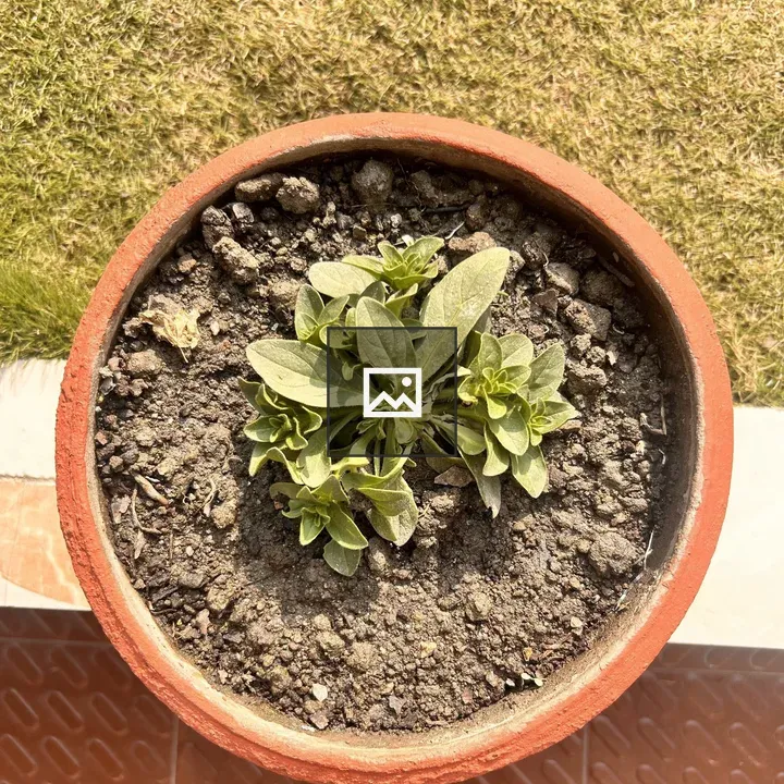 Top View Plant in Terracotta Pot