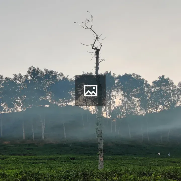 Sylhet Lakkatura Tea State Evening